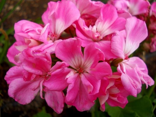 Name:  DSCN8471.jpg
Views: 407
Size:  40.1 KB