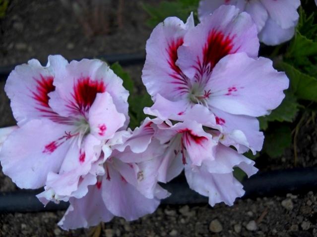 Name:  DSCN8560.jpg
Views: 406
Size:  38.0 KB