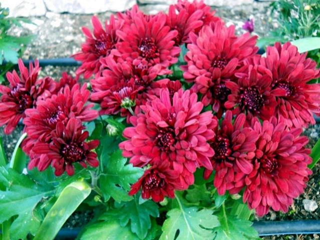 Name:  DSCN8563.jpg
Views: 405
Size:  66.2 KB