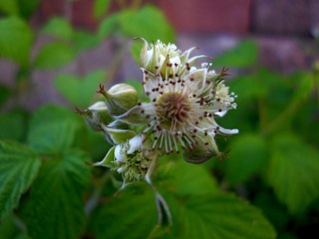 Name:  DSCN8581.jpg
Views: 676
Size:  28.4 KB