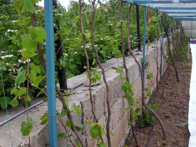 Name:  DSCN8620.jpg
Views: 637
Size:  66.8 KB