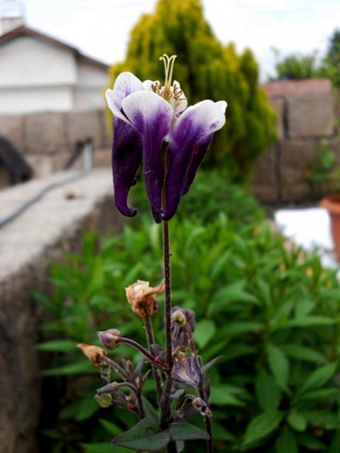 Name:  DSCN8616.jpg
Views: 602
Size:  35.6 KB