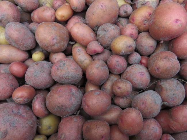 Name:  Potatoes.jpg
Views: 1003
Size:  52.8 KB