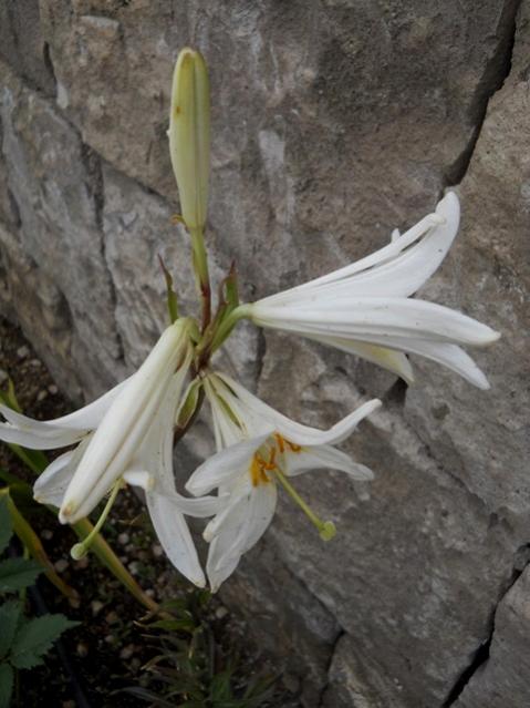 Name:  DSCN8715.jpg
Views: 520
Size:  44.5 KB