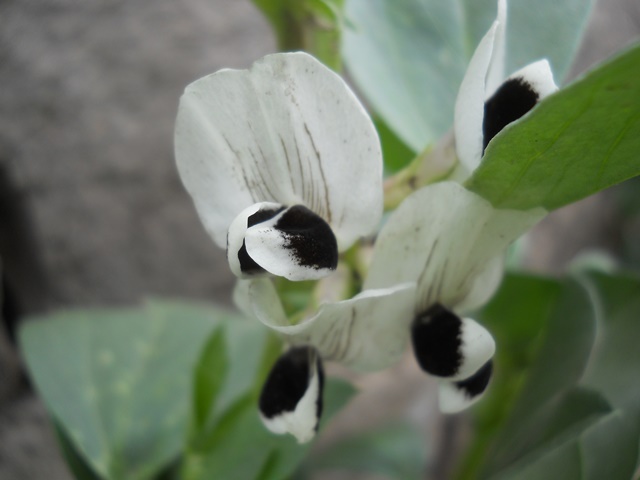 Name:  DSCN8720.JPG
Views: 587
Size:  56.4 KB
