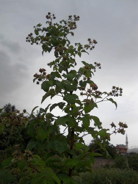 Name:  DSCN8741.jpg
Views: 474
Size:  41.0 KB