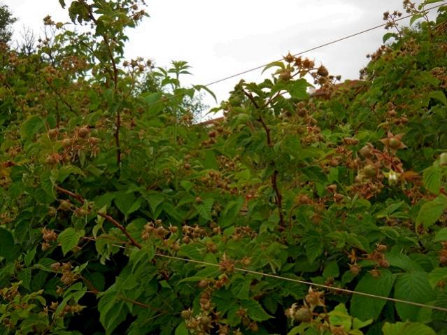 Name:  DSCN8740.jpg
Views: 528
Size:  61.9 KB
