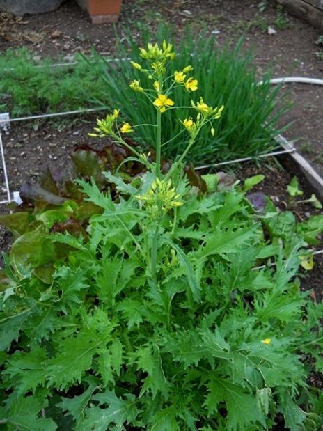 Name:  DSCN8764 Mizuna (japon yeillii.jpg
Views: 395
Size:  64.7 KB