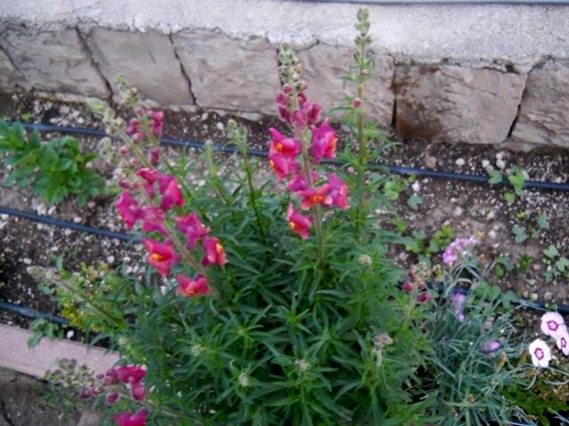 Name:  DSCN8810.jpg
Views: 724
Size:  61.5 KB