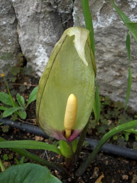 Name:  DSCN8828.jpg
Views: 930
Size:  44.9 KB