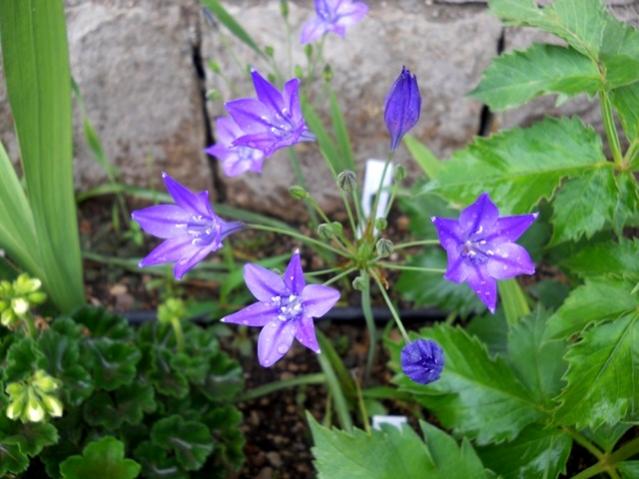 Name:  DSCN8838.jpg
Views: 885
Size:  46.3 KB
