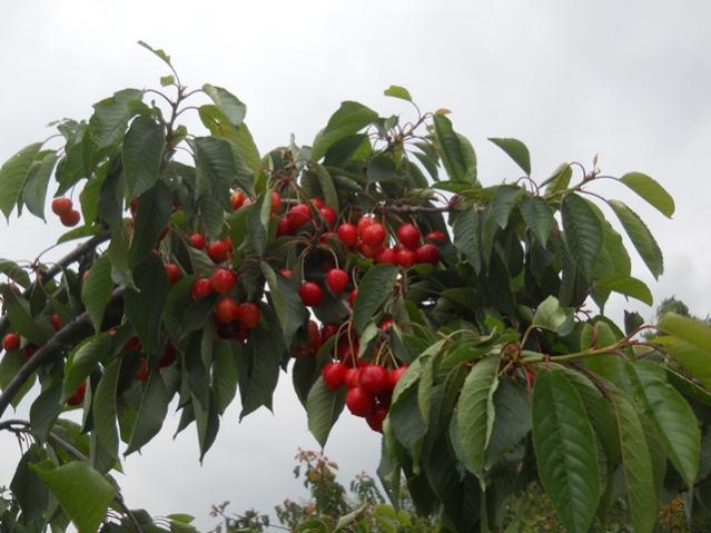 Name:  DSCN8831.jpg
Views: 893
Size:  44.2 KB