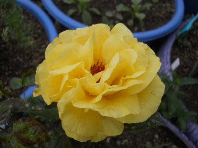 Name:  DSCN8854.jpg
Views: 893
Size:  31.9 KB