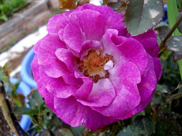 Name:  DSCN8855.jpg
Views: 905
Size:  48.3 KB