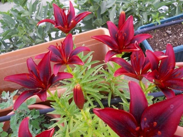 Name:  DSCN8877.jpg
Views: 670
Size:  60.5 KB