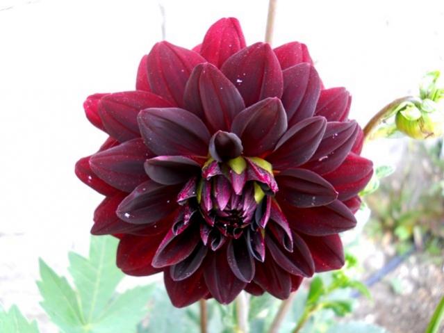 Name:  DSCN8866.jpg
Views: 889
Size:  35.2 KB