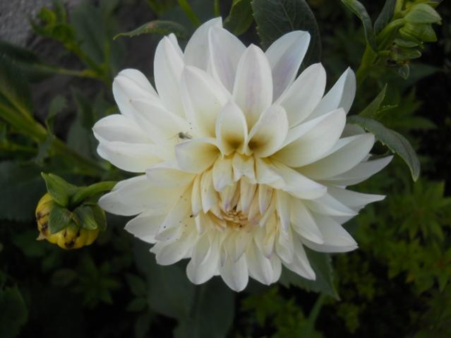 Name:  DSCN9002.jpg
Views: 675
Size:  29.0 KB