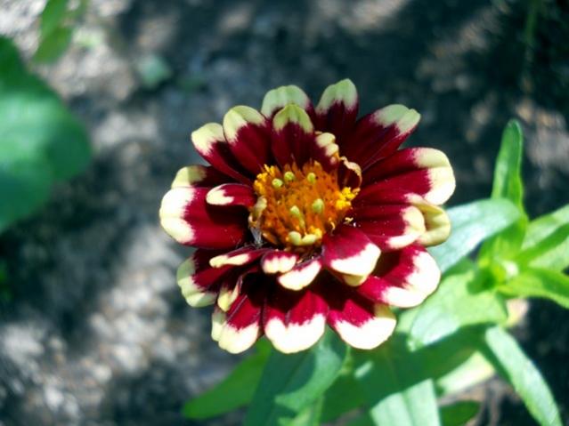 Name:  DSCN8893.jpg
Views: 660
Size:  37.9 KB