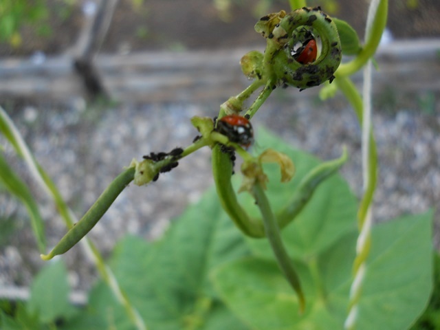 Name:  DSCN9009.JPG
Views: 611
Size:  68.5 KB