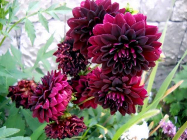 Name:  DSCN9024.jpg
Views: 599
Size:  49.4 KB