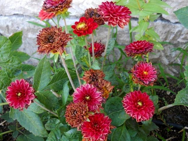 Name:  DSCN9056.jpg
Views: 631
Size:  64.7 KB