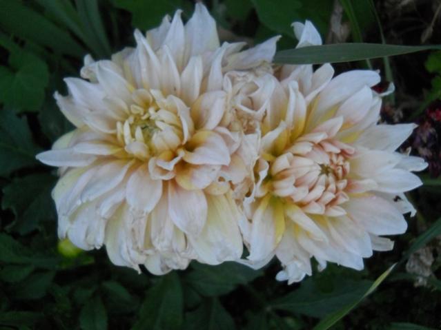 Name:  DSCN9020.jpg
Views: 598
Size:  34.1 KB