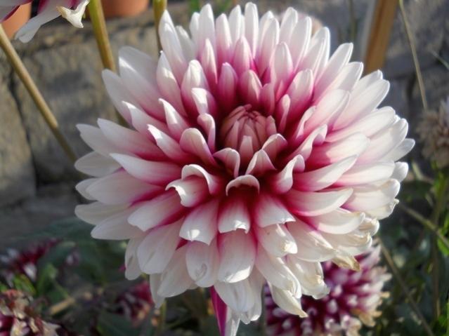 Name:  DSCN9069 yldz.jpg
Views: 530
Size:  40.4 KB