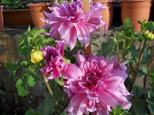 Name:  DSCN9068.jpg
Views: 491
Size:  59.7 KB