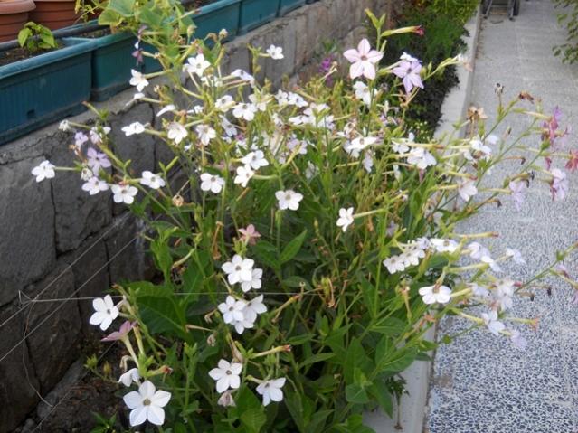 Name:  DSCN9109.jpg
Views: 408
Size:  68.2 KB