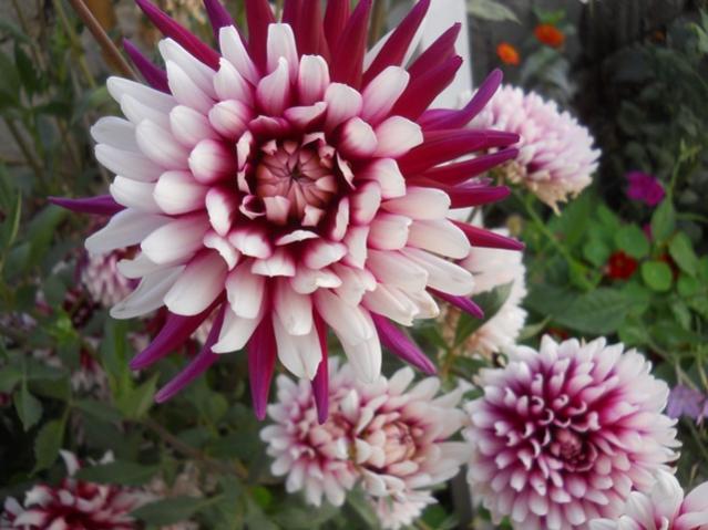 Name:  DSCN9108.jpg
Views: 391
Size:  47.3 KB