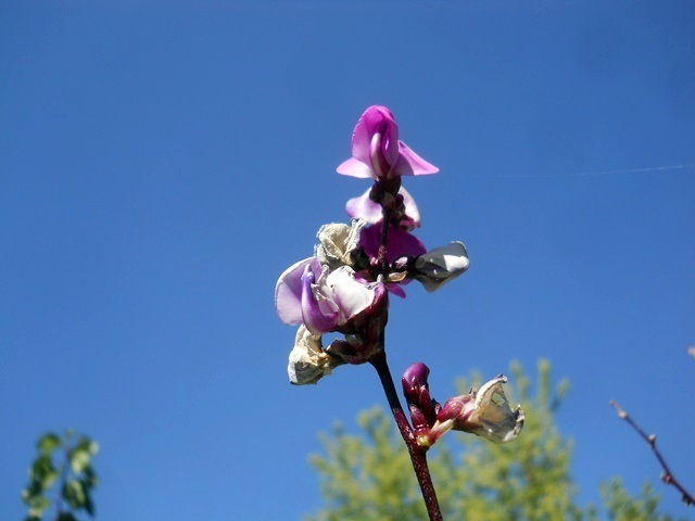 Name:  DSCN9211 lab lab.jpg
Views: 660
Size:  49.9 KB