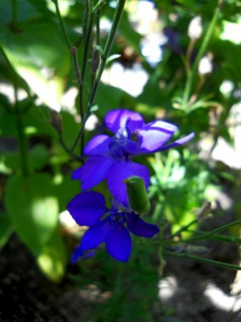 Name:  DSCN9193.jpg
Views: 658
Size:  35.8 KB