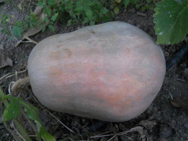 Name:  DSCN9157 balkaba TCM.jpg
Views: 592
Size:  38.4 KB