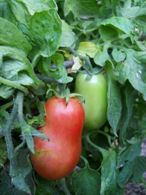 Name:  DSCN9130 martino's roma birnefestoprak.jpg
Views: 558
Size:  46.3 KB