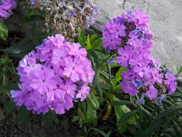 Name:  DSCN9512.jpg
Views: 607
Size:  55.5 KB