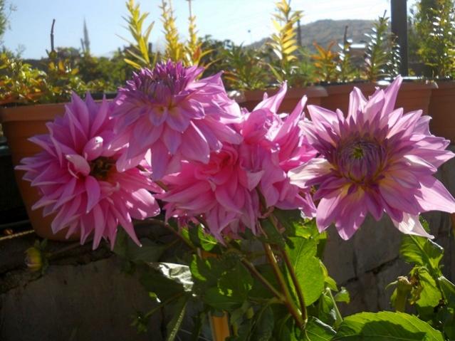 Name:  DSCN9226.jpg
Views: 579
Size:  50.3 KB