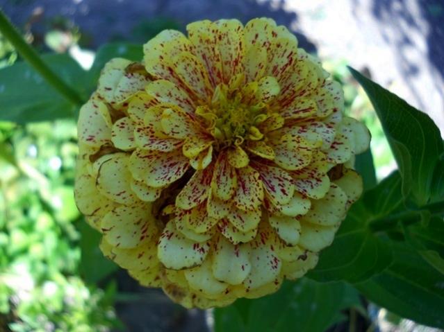 Name:  DSCN9240 zinnia peppermint stick.jpg
Views: 758
Size:  46.0 KB