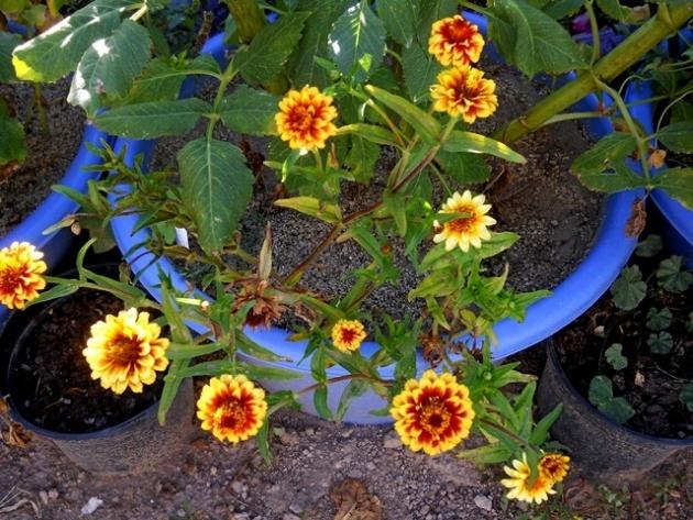 Name:  DSCN9244 zinnia passion sweet.jpg
Views: 723
Size:  71.2 KB
