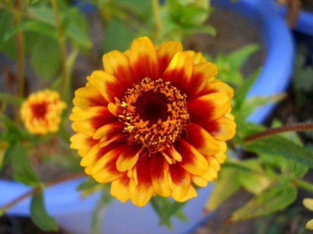 Name:  DSCN9243 zinniz passion sweet.jpg
Views: 743
Size:  34.8 KB
