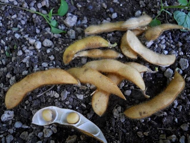 Name:  DSCN9256 soya fasulyesi (fasulyecik) kaknus.jpg
Views: 561
Size:  63.1 KB
