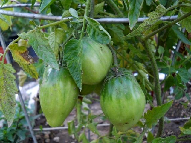 Name:  DSCN9127 alakr etlisi, kpek hayas talbahe.jpg
Views: 597
Size:  51.0 KB