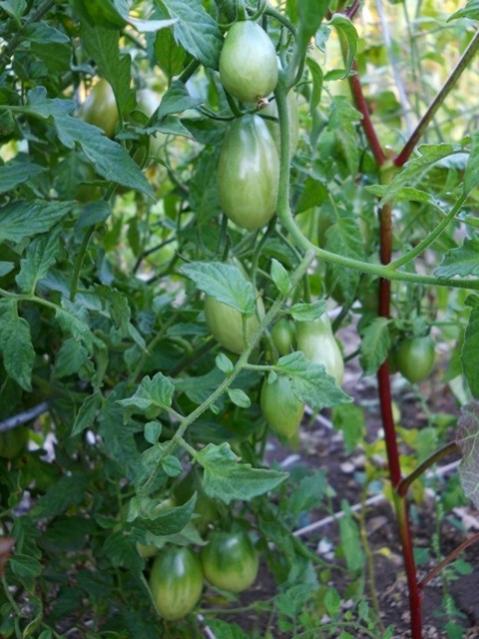 Name:  DSCN9122 yumurta domates sevo.jpg
Views: 563
Size:  54.2 KB
