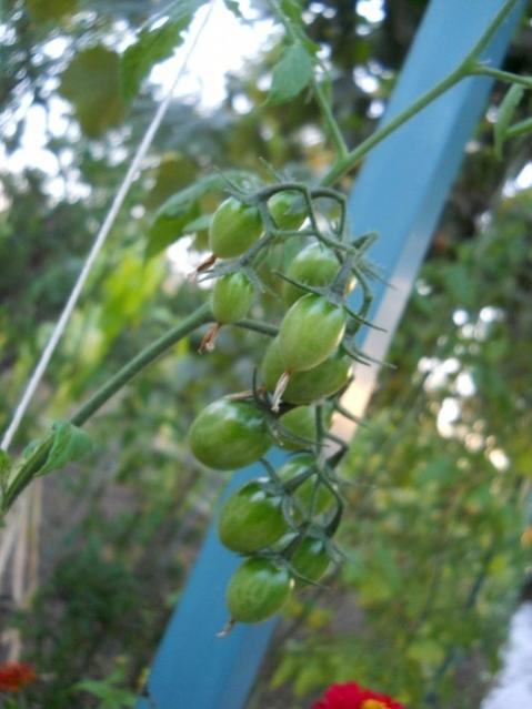 Name:  DSCN9139 pembe zm kader_bpkp.jpg
Views: 571
Size:  38.5 KB