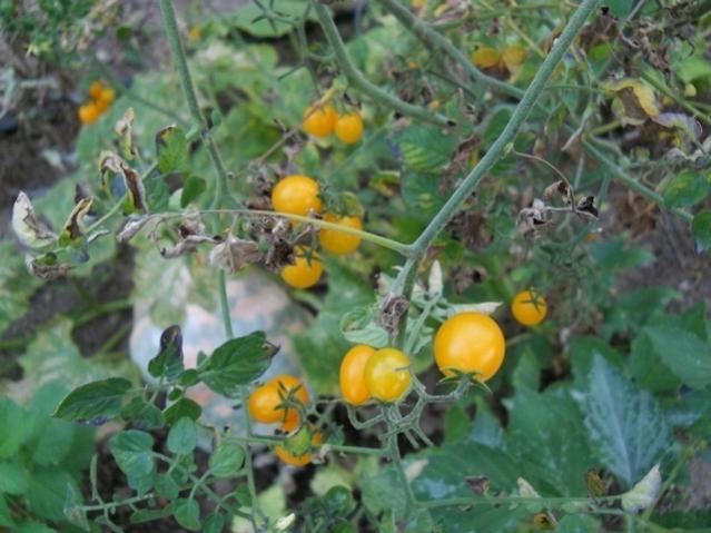 Name:  DSCN9142 sar bezelye domates kader_bpkp.jpg
Views: 591
Size:  49.3 KB