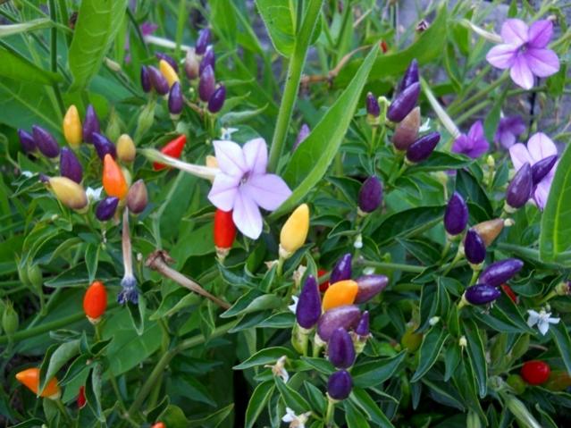 Name:  DSCN9284.jpg
Views: 571
Size:  58.6 KB