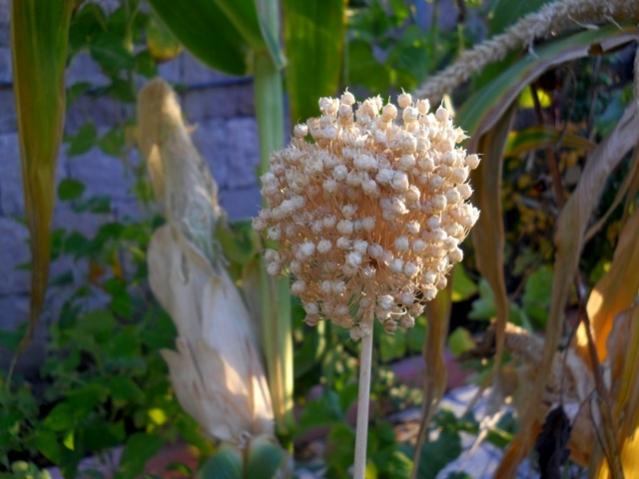 Name:  DSCN9376.jpg
Views: 582
Size:  41.1 KB