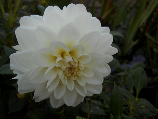 Name:  DSCN9317.JPG
Views: 504
Size:  61.8 KB