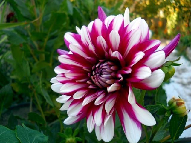 Name:  DSCN9310.jpg
Views: 539
Size:  46.7 KB