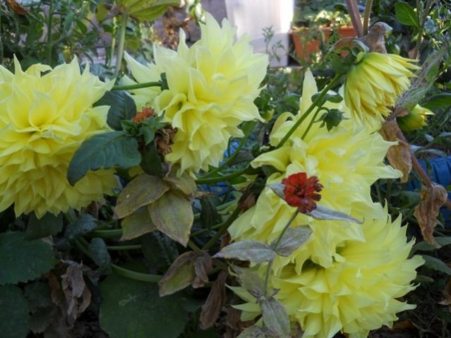 Name:  DSCN9345.jpg
Views: 528
Size:  51.0 KB