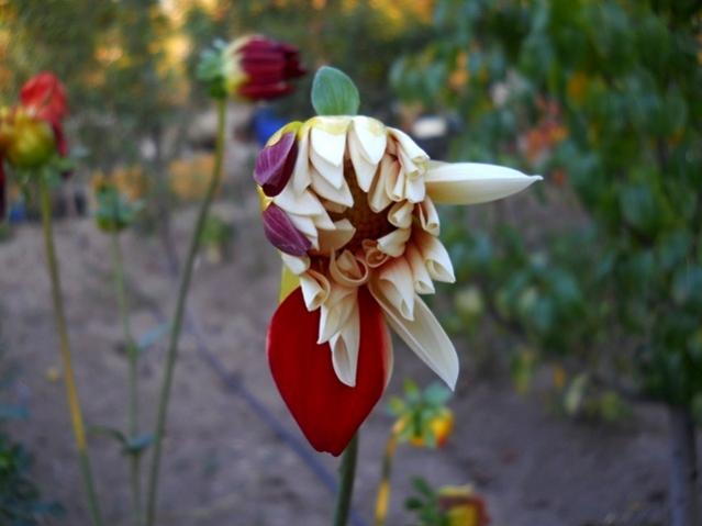 Name:  DSCN9387.jpg
Views: 495
Size:  31.1 KB